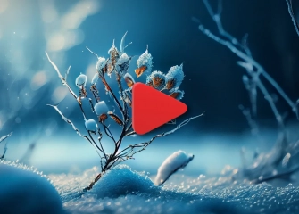 How to Fix Instagram Video Freezing Issue?